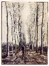 gogh01-poplar_trees(1884).jpg